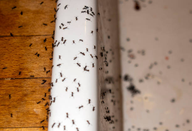 Best Cockroach Control Services  in Macarthur, WV