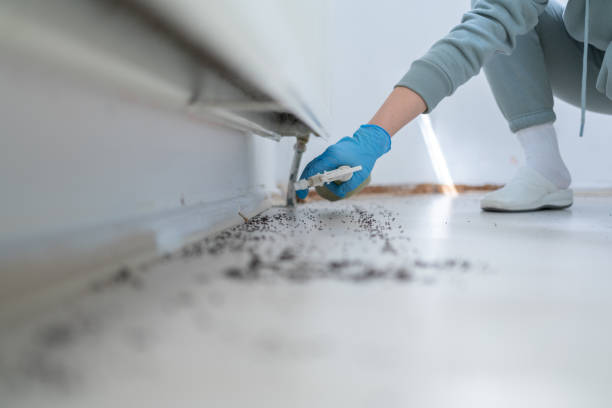 Best Ant Control Services  in Macarthur, WV